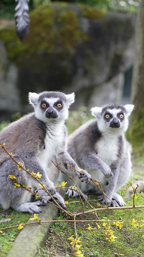 Spring nibbles! Our ring-tailed and red ruffed lemurs received a little taste of the season. | Woodland Park Zoo