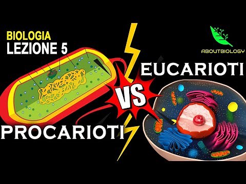 Cellula PROCARIOTE VS EUCARIOTE