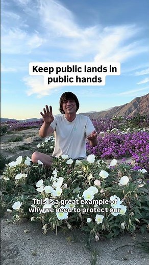 Native Wildflower Superbloom In Desert Of California - The Most Underrated Ecosystem In The World