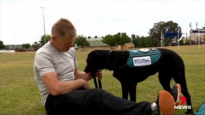 12K views · 58 reactions | A defence veteran has spoken out about the positive benefits of owning an assistance dog to manage post traumatic stress. He wants others to know that the service is available as another option when medication doesn't work. 7NEWS at 6pm. #7NEWS | 7NEWS Toowoomba | Facebook