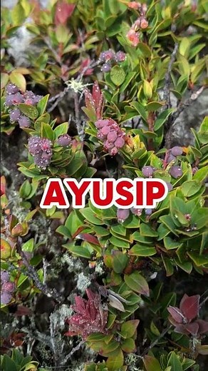 Mt. Apo Wil Berries " Ayusip "