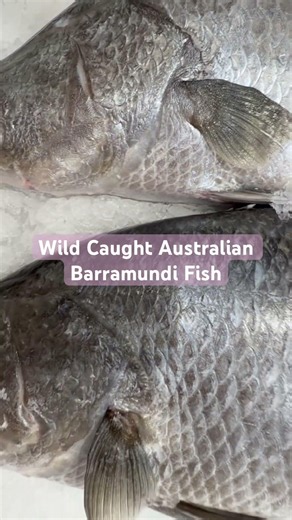 #Wild Caught #Australian #Wild Caught #Barramundi #Fish. See description for details.
