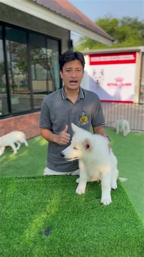 Newborn White Swiss Shepherd puppies playing for the first time #puppies #cute