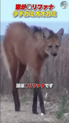 スタイルが良すぎる【タテガミオオカミ】#豆知識 #動物 #雑学