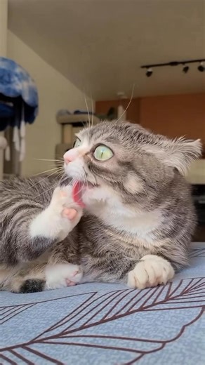 Someone said my cat looks like Emma stone 👩 do you agree? #cat #dwarfcat #dwarfism #tinycat #cutecat #catvideos | Winkythedwarfcat