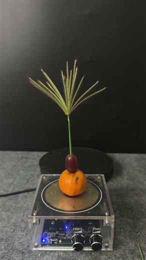 Lightning + Orange + Grape + Grass