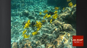 US Coral Reef Task Force Members Tour Hard-Hit Big Island Coral Ecosystem | Big Island Now