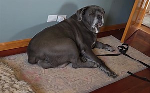 198K views · 7.9K reactions | Adoptable Patsy has been whining all...