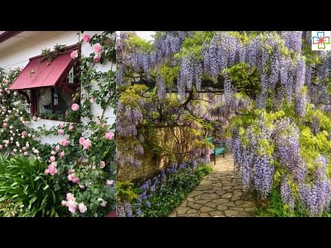 26 Flowering Vines for Shade Best Shade
