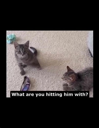 Cats with TF2 sounds part 1, short 1(Watch the full video in my channel)