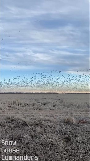 Book Your February Snow Goose Hunt in Pocahontas, Arkansas with Snow Goose Commander! Call Now 660-216-3448!! https://snowgoosecommander.com Get ready for the ultimate snow goose hunting experience this February! Join us in the heart of Arkansas, where the migration peaks and the action is non-stop. Snow Goose Commander offers guided hunts that will put you in the perfect position for success, whether you’re a seasoned hunter or a first-timer. Why Choose Snow Goose Commander? • Expert, local gui