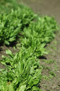 Best Garden Vegetables To Grow In Seattle Washington — Vegetable Gardening News