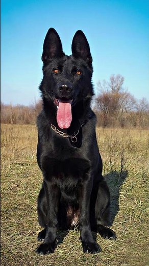 💥4 more amazing German Shepherd colors