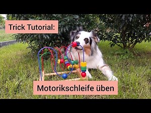 Tricktraining: Hund lernt Motorikschleife | Hund bedient eine Motorikschleife | Hunde lernen Tricks