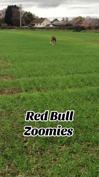 Ever seen a boxer dog on full power mode? ⚡️ Have you ever had a Red Bull? Rocco sure has! 🐾 Watch him hit max speed like he's got wings! 🐶💨 #RoccoTheBoxer #BoxerDogs #Zoomies #DogEnergy #HyperPup #RedBullZoomies #DogLife #BoxerLover #DogsOfTikTok #DogHumor #PetTok #FastAndFurryous #FurryFriend #PuppyEnergy #HappyDoggo #GoDogGo #PetLife #BoxerNation #DogsOfInstagram #GoodVibesOnly #DoggyDash #PetZoomies #AdoptDontShop #RunningWild #DogPerson #DoggyHype