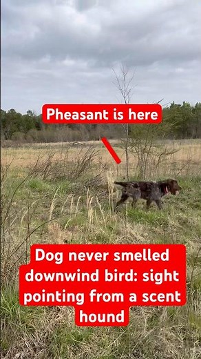 Pheasant hunting with a wirehaired pointing griffon #bartonoutfitters