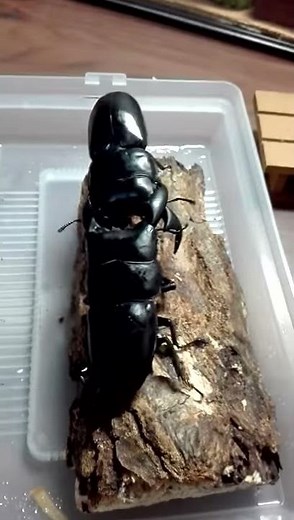 アンタエウスオオクワガタVSスマトラオオヒラタ1