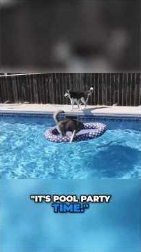 Pool Party Fun Dogs Jump In For The First Time!