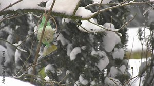Winter, Vogel, Meise, Füttern, Schnee, Bird, tomtitt, chikadee, feed, snow