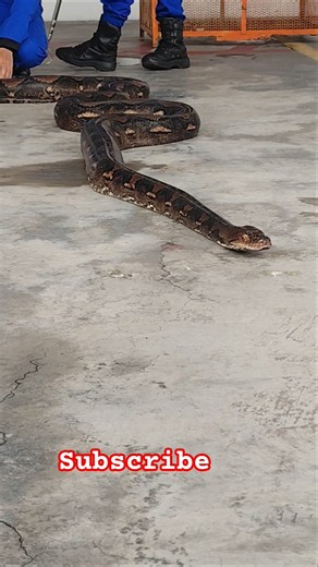 #malaysia #python #anaconda #shortvideo