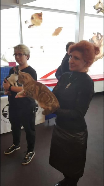 Lazarev’s Luxury Cattery 🇪🇪 (@laazarevsluxurycatteryee)’s videos with I'm Good (Blue) - Cupido