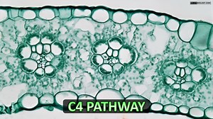C4 Cycle of Photosynthesis | Hatch and Slack Pathway - SlideServe