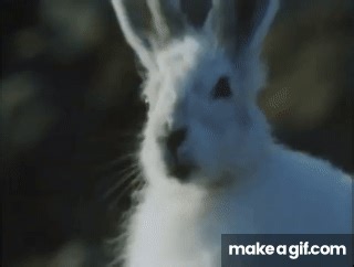 National Geographic's Really Wild Animals - Polar Prowl (1994) (VHS Link Below) on Make a GIF