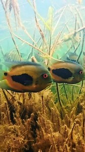 🇧🇷 The world's largest freshwater aquarium Filmed in the Rio Tapajós, a large tributary of the Amazon. Near Alter-Do-Chão - Santarém/Para (Brazil) by Chris Lukhaup Aquarium Co-Op Plantas Aquáticas Do Brasil #amazon #sanatarem #brazil #aquariums #atlerdochão #tetra #biotope #river #nature #fishkeeping #scalare #pterophyllum #aquascaping #bioscaping | Oliver Knott