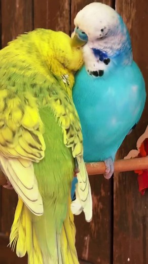 #parrot #parrots #parrotslover #birds #short #fouryou #fou #birdsofprey #budguiesbirdsfunny🦜 #birdslove #fyp #budguies #reels #parrotsoftiktok #birdlover #parrotstiktok #birdsoftiktok #bird
