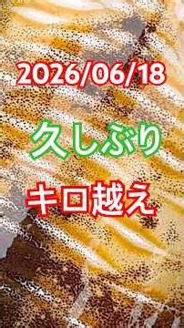 パート1 アオリイカ シマノ ストイスト 考える エギング NO.317 エギ ダイワ ロッド ショート short 初心者 Hunting Squid！ This Eging！ Fishing