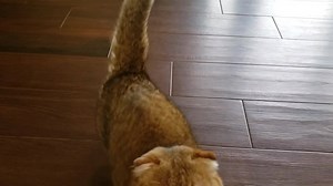 39 reactions · 9 comments | Place command - making hanging out with the dog easy for kids and kitties! Enjoy 1 minute of pheems and Lemon  :) | Take the Lead K9 Training | Facebook