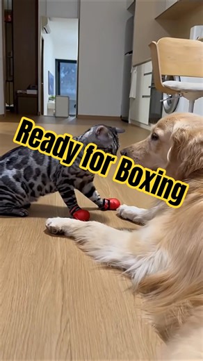 Cat and dog funny video #cat #funny #cute #boxing