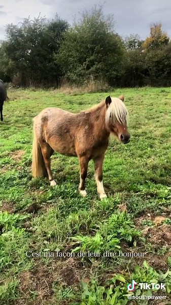 Un Pas à la Fois : La Routine Équestre 💪🚶‍♀️