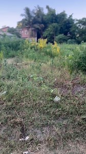 PROFESSIONAL WA WAHENGA 😂😂💼 | Dotto Saguda