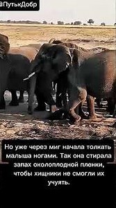 The baby elephant took its first step… 🐘💔#elephant #nature #animals #story #baby #birth #wildanimal