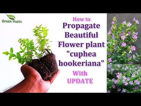 How to Propagate cuphea hookeriana or Cupid Purple False Heather or Mexican Heather//GREEN PLANTS