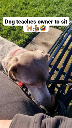 7.9K views · 109 reactions | My dog makes ME sit before giving me the ball ! 藍 #dog #training #funnydog #pets #labrador #fetch #sit #puppyschool #dogtraining #dogtrainersofinstagram #dogsofinstagram | Fulltime Scruff | Facebook