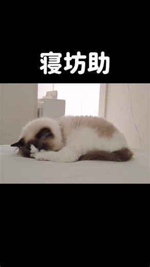 朝、大体11時くらいまでは寝てる🌞💤 #shorts #猫 #ラグドール #甘えん坊猫 #ねこ #猫のいる暮らし