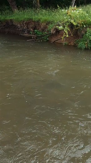 SW Virginia outdoorsman on Instagram: "Catching a awesome rainbow trout on a woolly bugger!! Check out my YouTube channel and Facebook page for more!! #swvirginiaoutdoorsman #fishing #fisherman #fishinglife #fishingtrip fishingislife fishingtime fishingvideos troutfishing trout troutunlimited troutstream flyfishingnation flyfishinglife flyfishing flyfishingadventures flyfishingaddict riverfishing creekfishing fishingdaily fishing🎣 outdoors eurofishing wildrainbowtrout wildtroutstream maxcatchfi