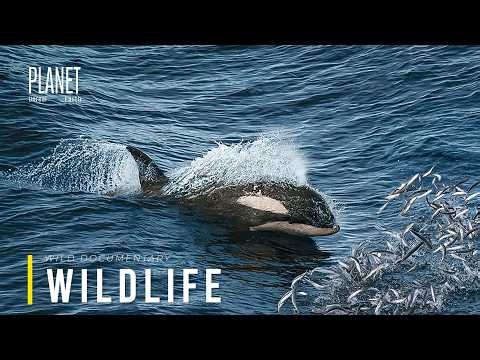 Wild Atlantic | Life, Predators, and Survival Beneath the Surface
