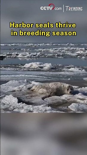 Harbor seals thrive in breeding season
