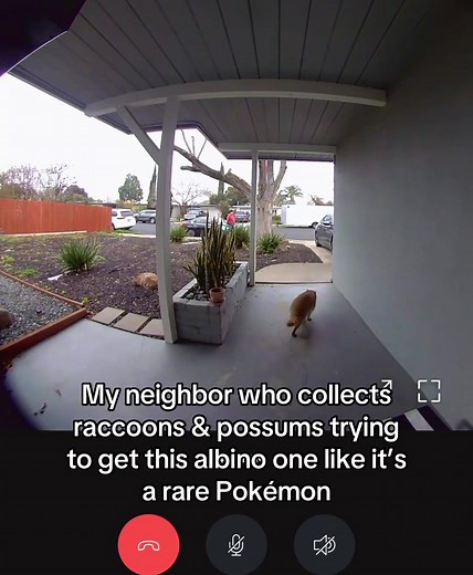 Exploring Our Neighborhood Zoo of Unusual Pets