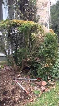 Rejuvination pruning from winter damage on boxwoods, Havre de grace Maryland Swan Creek Landscaping