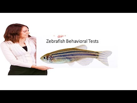 Zebrafish Behavioral Assessment |Tank Diving|Dark-Light|Open Field|New-Native Area|Motor Imbalance|