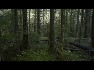 Forest woods View, 4K | Premium Video | Stock Video | Without watermark | Cinematic shot