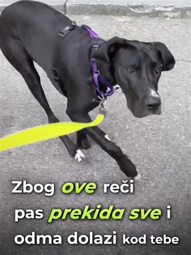 Pas ne dođe svaki put kada ga pozoveš?⬇️ Većina pasa zna komandu