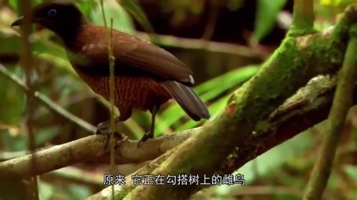 鸟类高质量雄性，求偶过程仪式感满满，月老看了直呼内行！