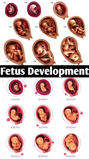 Fetal Development week by week | Embryo development | Baby growing in womb