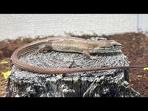 さよなら、高橋さん