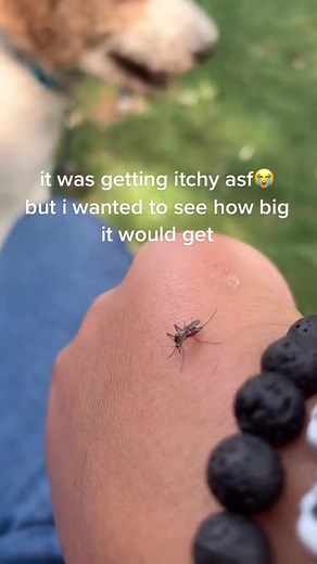 Exploring the Fascinating World of Mosquitoes